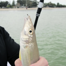 Whiting on bait